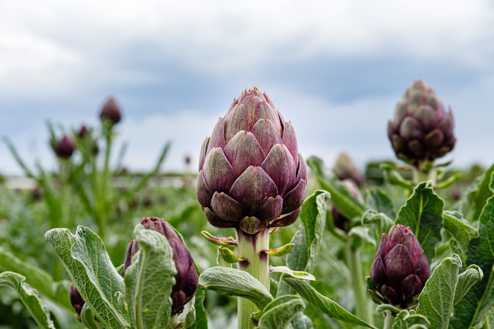 Artichoke plants grow on bed in farmland. Plantation field with edible artichokes