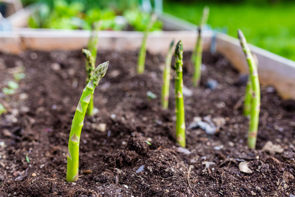 Young green asparagus grown in the garden.
