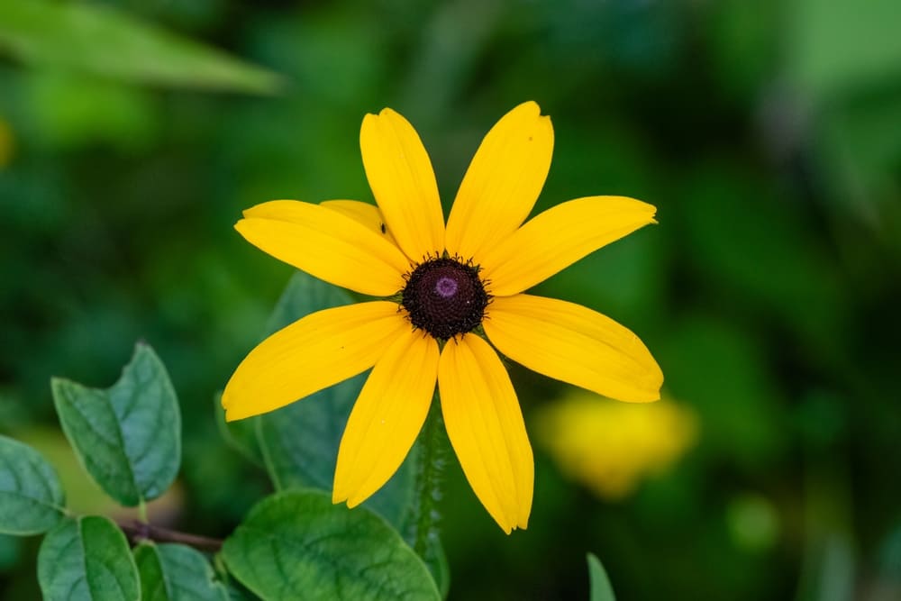 Close up of a Black-eyed Susan (Rudbeckia hirta) during summer in Wisconsin. Selective focus, background blur and foreground blur.
