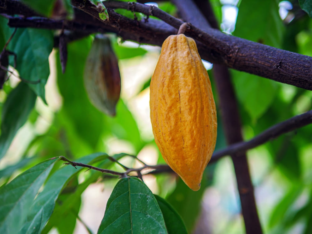 Yellow Cocoa pods grow on trees. The cocoa tree ( Theobroma cacao ) with fruits, Ripe cocoa cacao tree plant fruit plantation