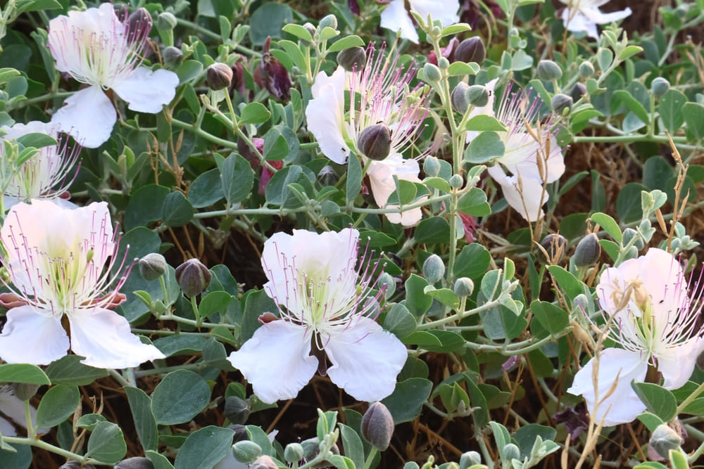 White-flowered caper plant. Caper green leaves flowers and buds growing spontaneously in nature. Complementary medicine element. Healthy plant. Caper textured background.