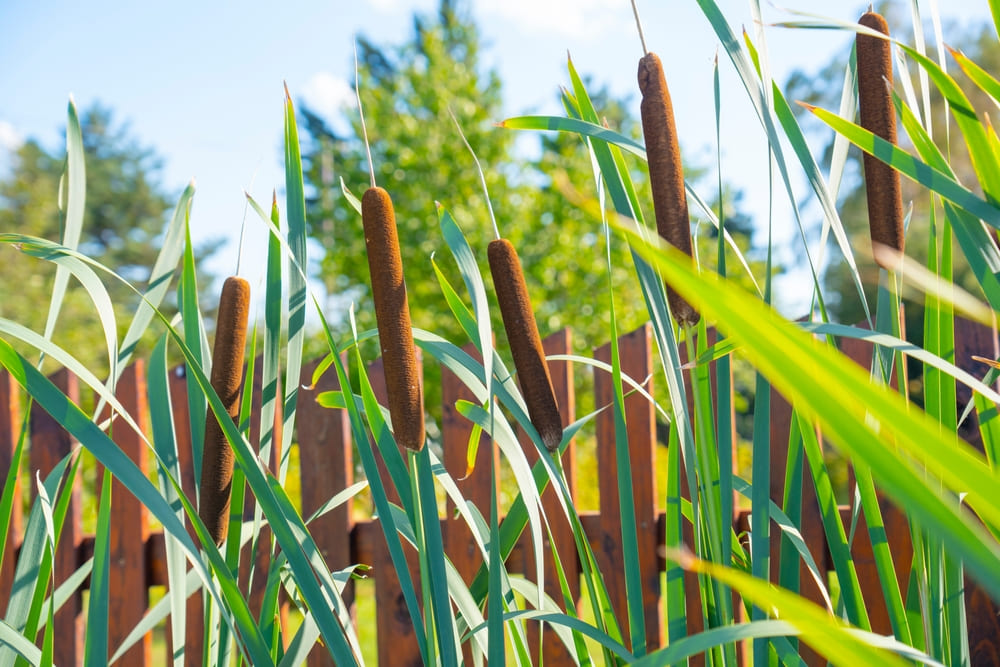 Typha latifolia (broadleaf cattail,bulrush, common bulrush, common cattail, cooper's reed, cumbungi) is a perennial herbaceous plant in the genus Typha.