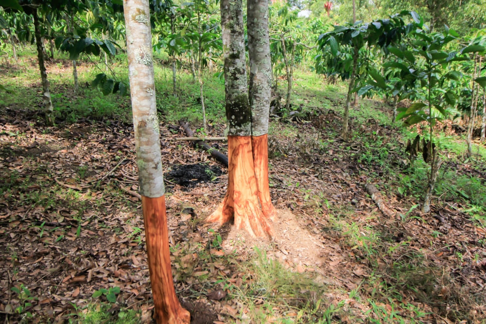 Cinnamon tree when it is about to be harvested. Cinnamon is a major commodity in several regions in Indonesia.