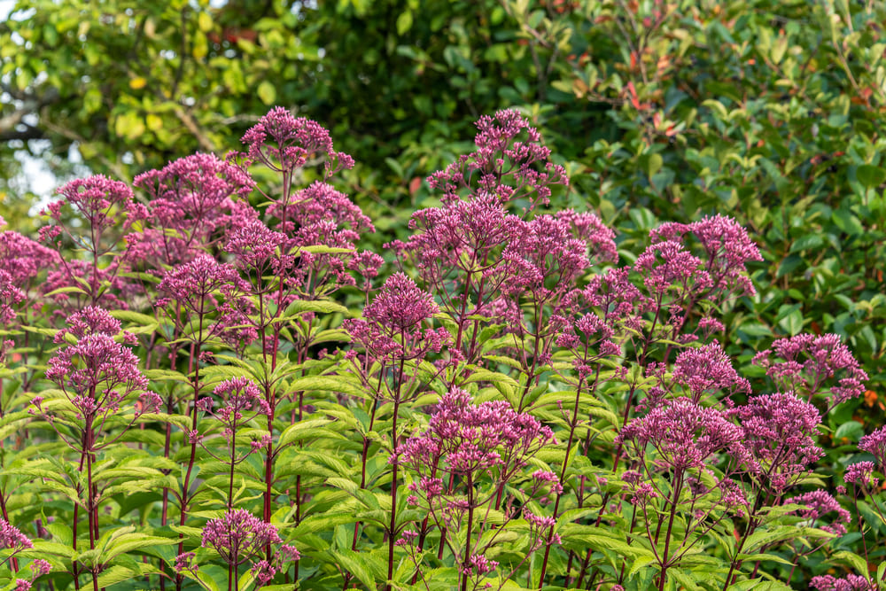 Eupatorium blooms in the garden