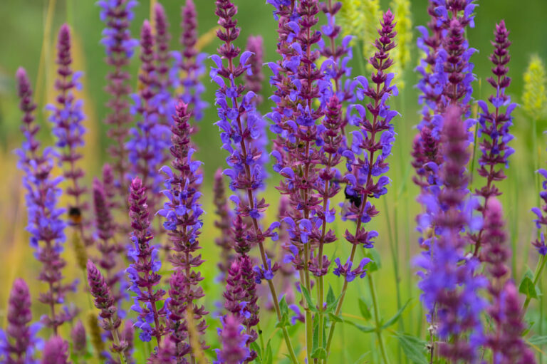 10 Plants That Attract Dragonflies for Mosquito Control - Live Love Fruit
