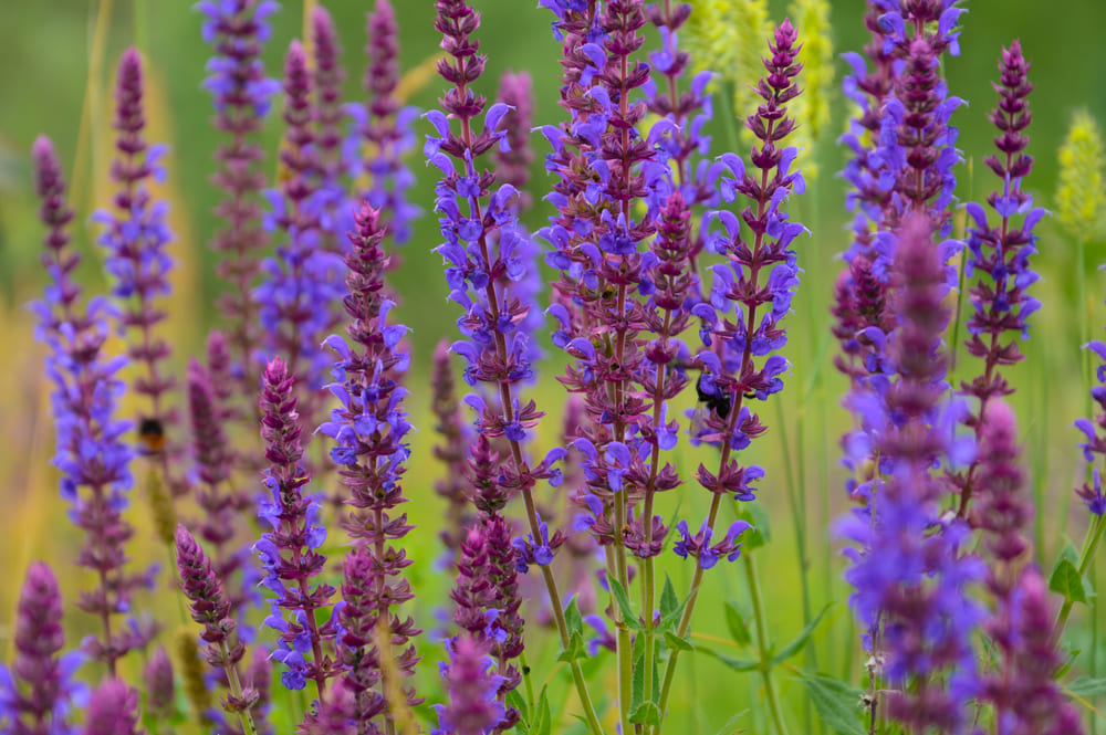 Wildflowers. Meadow flowers. Multicolored summer flowers. Purple and lilac colors. Sage. Blooming sage. Blooming meadow on a summer sunny day. Bumblebees and bees fly around the flowers. Close-up.