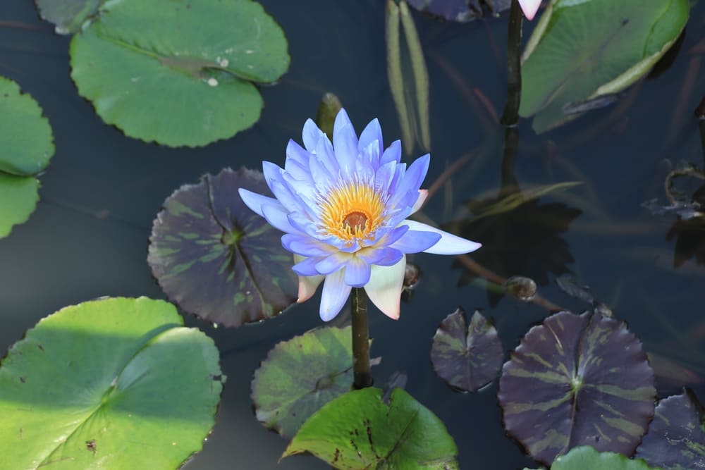 Water lily, Nymphaeaceae, purple, A flower that sleeps at night. skyblue, Life, sacred flower. In ancient Egypt.
