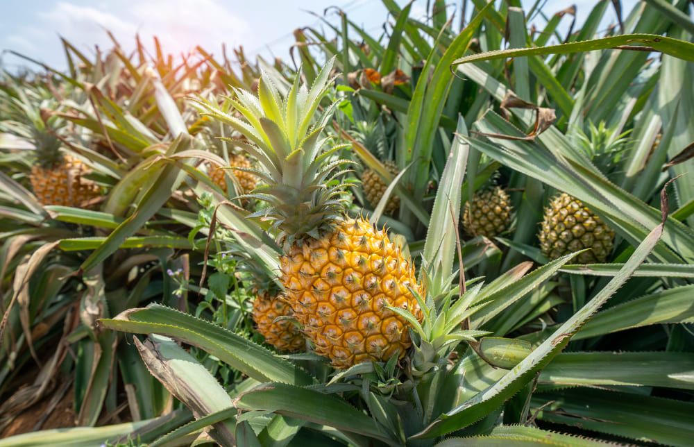 Pineapple fruit on the plantation farm