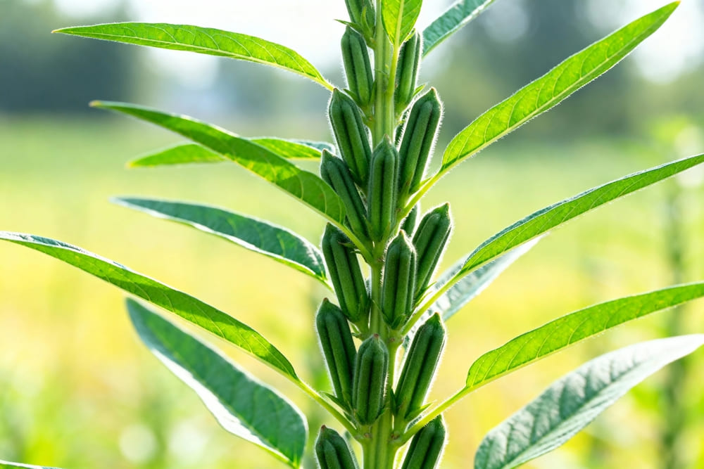 Green Sesame Stem with Developing Seed Capsules in Natural Sunlight