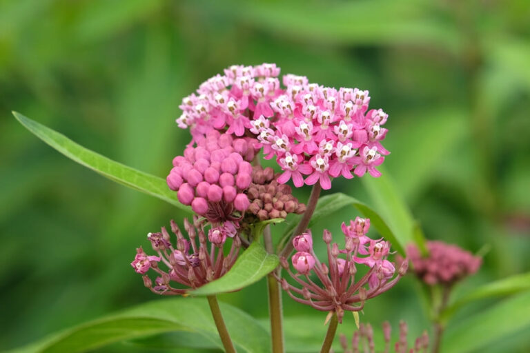 10 Plants That Attract Dragonflies for Mosquito Control - Live Love Fruit