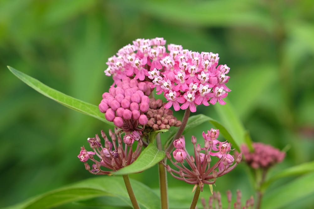 Pink Asclepias incarnata, the swamp milkweed, rose milkweed, rose milkflower, swamp silkweed, or white Indian hemp in flower.
