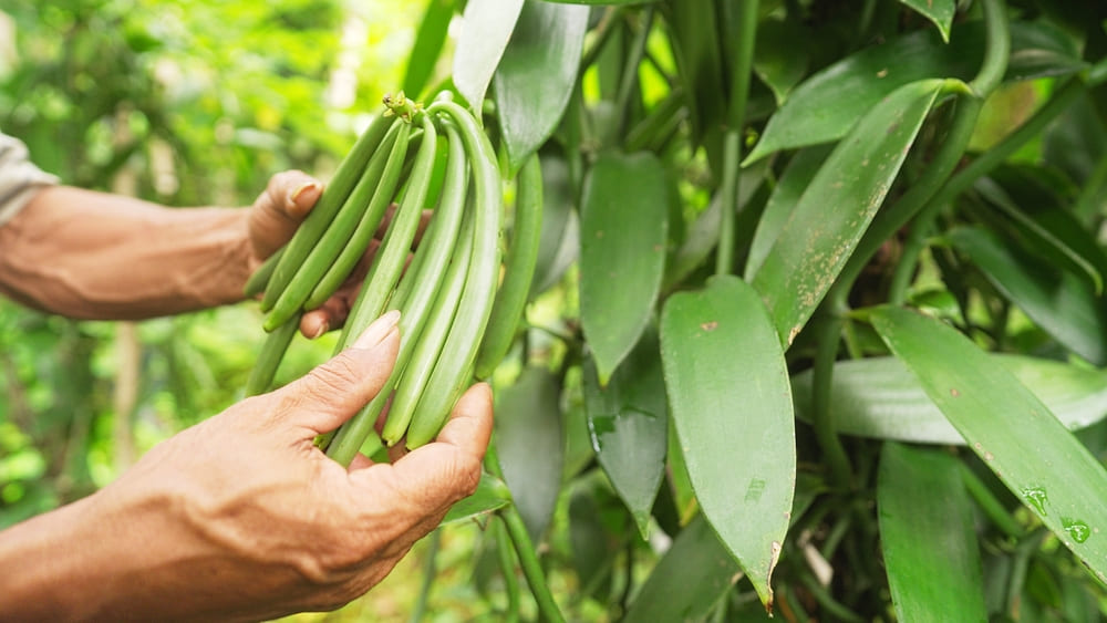 Close-up of vanilla farmer inspecting beans or pods growing on plant or tree, farm