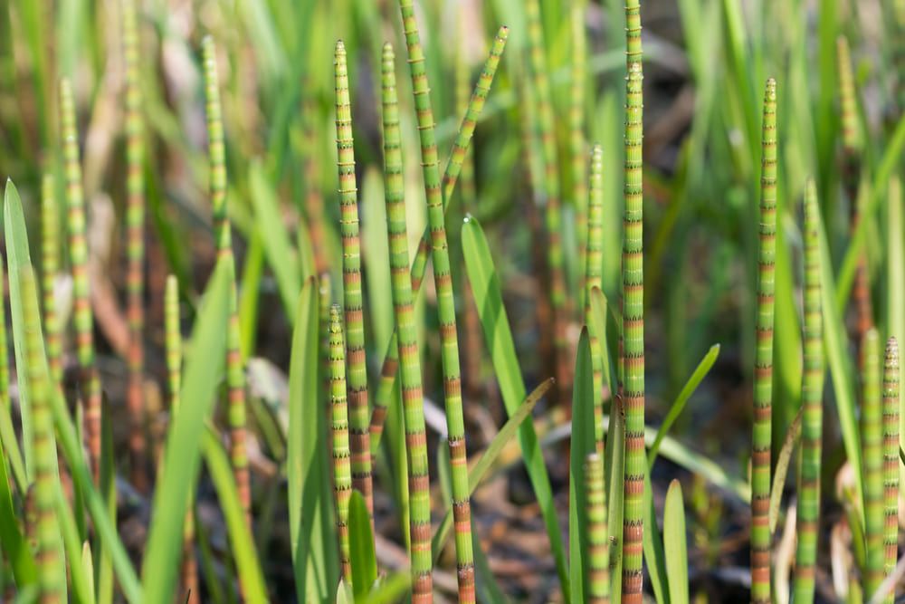 Equisetum fluviatile, water horsetail in spring swamp, closeup selective focus.