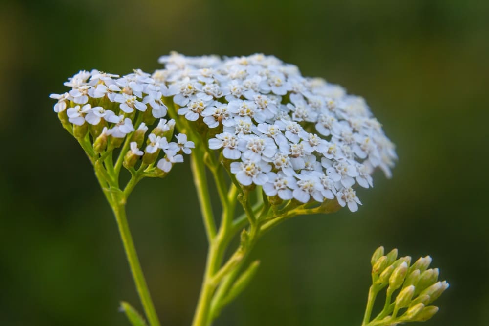 common yarrow achillea millefolium with fly Tachina fera.