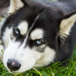 husky dog, siberian, laying in grass