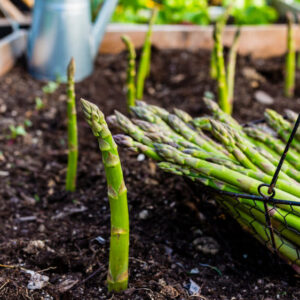 Young green asparagus grown in the garden.