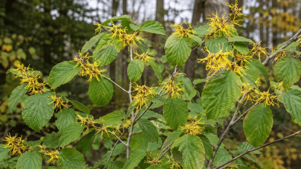 American witch hazel (Hamamelis virginiana) with bright yellow, ribbon-like flowers and broad green leaves growing in a woodland setting.