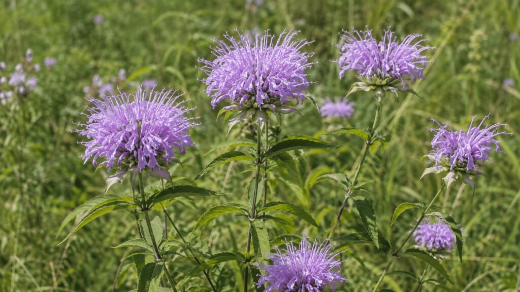 Wild bergamot or bee balm (Monarda fistulosa) with shaggy lavender-purple flower heads and green leaves growing in a sunny meadow.